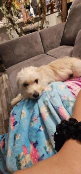 Luna - All she wants is a quiet home! -  Shih Tzu and Cocker Spaniel Dog for Adoption in Ocean Township, New Jersey - Luna - All She Wants Is A Quiet Home! | PetCurious
