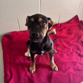 Doberman Pinscher Dogs Available for Adoption - Zara | PetCurious