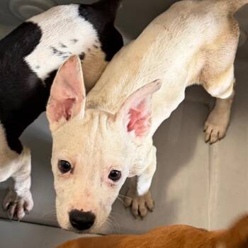 Pit Bull Terrier Dogs Available for Adoption in Birmingham, Alabama - Ava | PetCurious