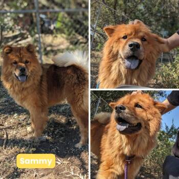 Rescue Chow Chow Dogs for Adoption in Houston, Texas - Sammy | PetCurious