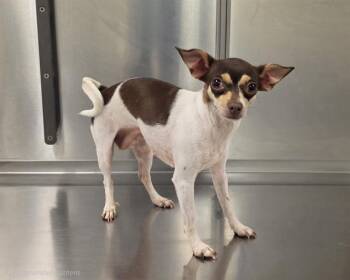 Chihuahua Dogs Available for Adoption in Doral, Florida - STACY | PetCurious