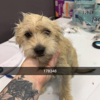 Dachshund and Terrier Dogs Available for Adoption in Chico, California - YAHTZEE | PetCurious