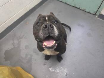 Pit Bull Terrier Dogs Available for Adoption in Antioch, California - ZION | PetCurious