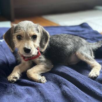 Terrier Dogs Available for Adoption - Mocha | PetCurious