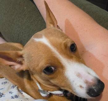 Lily -  Chihuahua and Terrier Dog for Adoption in Fort Wayne, Indiana - Lily | PetCurious