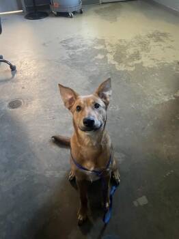 LUNA -  Carolina Dog and Mixed Breed Dog for Adoption in Tallahassee, Florida - LUNA | PetCurious