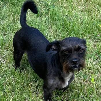 Jeff -  Shih Tzu and Dachshund Dog for Adoption in Humacao, Humacao - Jeff | PetCurious