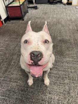 Nebula -  Mixed Breed Dog for Adoption in West Chester, Pennsylvania - Nebula | PetCurious