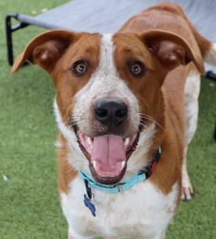 Australian Cattle Dog Blue Heeler Dogs Available for Adoption in Fort Worth, Texas - Buck | PetCurious