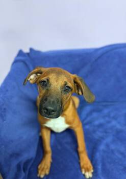 Beckett in NH. Come Meet our Adoptable Dogs Wednesday-Saturday.  -  Labrador Retriever Dog for Adoption in Manchester, New Hampshire - Beckett In NH. Come Meet Our Adoptable Dogs Wednesday-Saturday.  | PetCurious