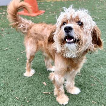 Arby -  Cavalier King Charles Spaniel and Cocker Spaniel Dog for Adoption in Fullerton, Pennsylvania - Arby | PetCurious