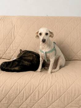 Queenie -  Labradoodle Dog for Adoption in Hop Bottom, Pennsylvania - Queenie | PetCurious