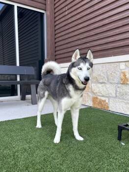 Rescue Husky Dogs for Adoption in Sachse, Texas - Arya | PetCurious