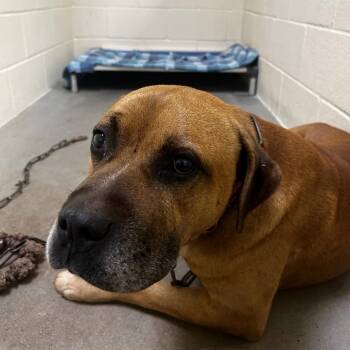 Boxer Dogs Available for Adoption in Palestine, Texas - Rusty | PetCurious