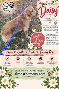 Daisy -  Golden Retriever Dog for Adoption in Greenwich, New York - Daisy | PetCurious
