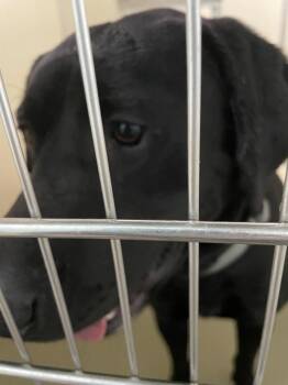 Mixed Breed Dogs Available for Adoption - Stone | PetCurious