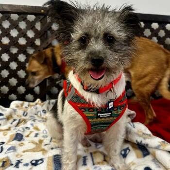 Anon 14506 -  Terrier Dog for Adoption in San Francisco, California - Anon 14506 | PetCurious