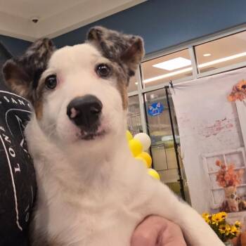 Arlo -  Mixed Breed Dog for Adoption in Otisfield, Maine - Arlo | PetCurious