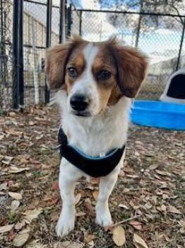 Jack Russell Terrier and Poodle Dogs Available for Adoption - Stormy | PetCurious