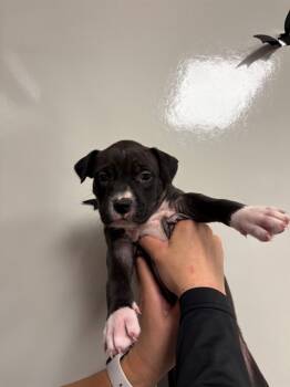 Rescue Pit Bull Terrier Dogs for Adoption in Ontario, California - DIVA - NEEDS A FOSTER | PetCurious