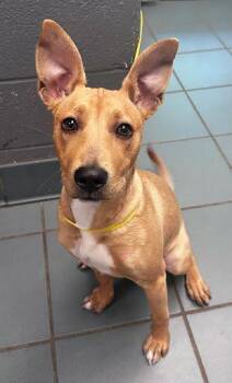Mixed Breed Dogs Available for Adoption in Nashville, Tennessee - Funyun | PetCurious