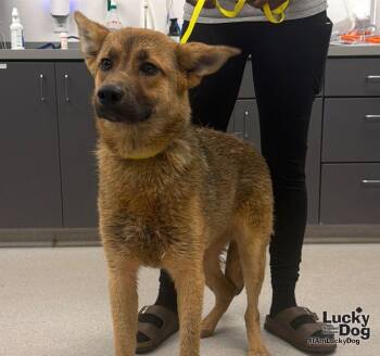 Brownie -  German Shepherd Dog and Shepherd Dog for Adoption in Washington, District Of Columbia - Brownie | PetCurious
