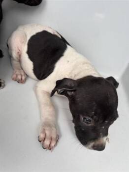 A661268 -  Pit Bull Terrier and Mixed Breed Dog for Adoption in Houston, Texas - A661268 | PetCurious