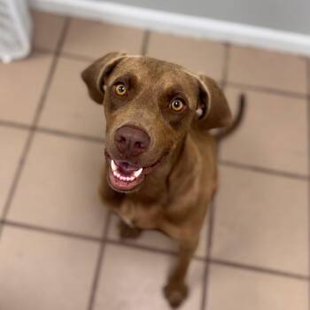 Jessie -  Retriever and Mixed Breed Dog for Adoption in Starkville, Mississippi - Jessie | PetCurious