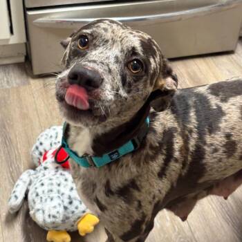 Anne Rice -  Mixed Breed Dog for Adoption in Fredericksburg, Virginia - Anne Rice | PetCurious