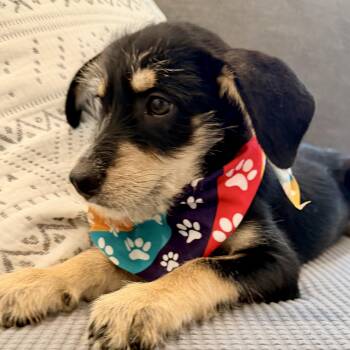 Jed perfect personality -  Schnauzer Dog for Adoption in Mettawa, Illinois - Jed Perfect Personality | PetCurious