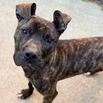 Professor ~ Coming Soon!!! -  Pit Bull Terrier Dog for Adoption in Chicago, Illinois - Professor ~ Coming Soon!!! | PetCurious