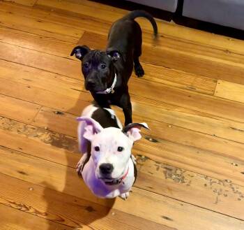 Pit Bull Terrier and Shar Pei Dogs Available for Adoption - Fettuccine (in Foster) | PetCurious
