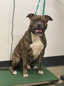 Pit Bull Terrier Dogs Available for Adoption - Cheese Burglar Bear | PetCurious