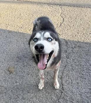 Echo -  Mixed Breed Dog for Adoption in Nashville, Tennessee - Echo | PetCurious