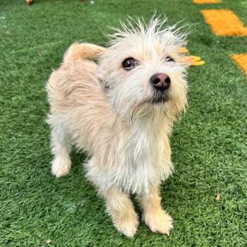West Highland White Terrier Westie and Mixed Breed Dogs Available for Adoption in New Orleans, Louisiana - Lola (Benefactor Puppy) | PetCurious