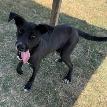 Slim Jim -  Labrador Retriever Dog for Adoption in Lowell, Arkansas - Slim Jim | PetCurious