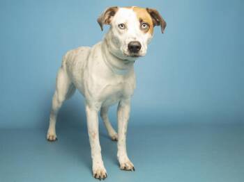 Australian Cattle Dog Blue Heeler Dogs Available for Adoption - SIENNA | PetCurious