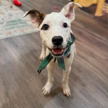 Button Mushroom Best Boy -  Pit Bull Terrier and Pointer Dog for Adoption in Friendswood, Texas - Button Mushroom Best Boy | PetCurious