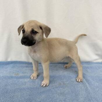 Handy Manny -  German Shepherd Dog and Mixed Breed Dog for Adoption in Carencro, Louisiana - Handy Manny | PetCurious
