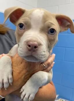 Sun Bear -  Pit Bull Terrier and American Staffordshire Terrier Dog for Adoption in Carmel Hamlet, New York - Sun Bear | PetCurious
