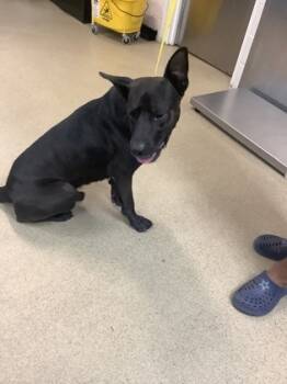 Rescue Labrador Retriever and Pit Bull Terrier Dogs for Adoption in Fort Worth, Texas - Chub | PetCurious