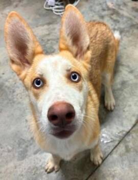 Gravy Boat -  Husky and Mixed Breed Dog for Adoption in Lampasas, Texas - Gravy Boat | PetCurious