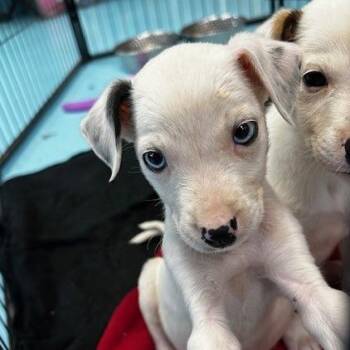 Mixed Breed Dogs Available for Adoption in Poplar Bluff, Missouri - Cagney | PetCurious