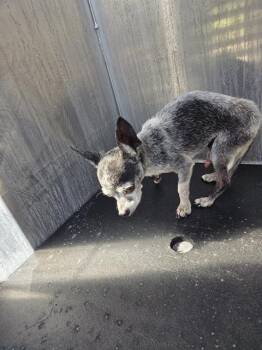 WANKA -  Chihuahua Dog for Adoption in San Antonio, Texas - WANKA | PetCurious