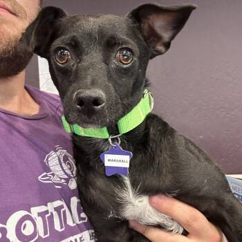 Marshall -  Chihuahua and Mixed Breed Dog for Adoption in San Francisco, California - Marshall | PetCurious