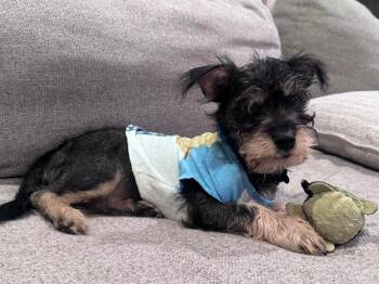 Schnauzer and Yorkshire Terrier Dogs Available for Adoption - Wyatt | PetCurious