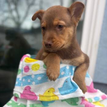 Mixed Breed Dogs Available for Adoption - Ryan | PetCurious