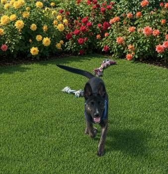 Milo -  Shepherd Dog for Adoption in Las Vegas, Nevada - Milo | PetCurious