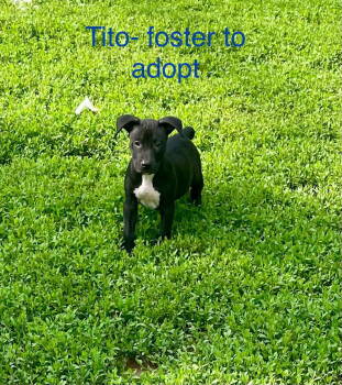 Rescue Mixed Breed Dogs for Adoption in Topeka, Kansas - Tito | PetCurious