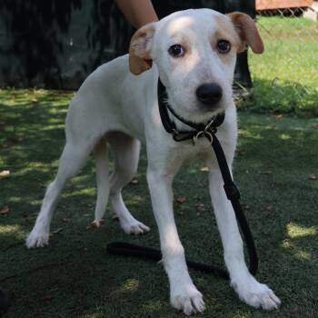 Marley -  Mixed Breed Dog for Adoption in Saint Charles, Missouri - Marley | PetCurious